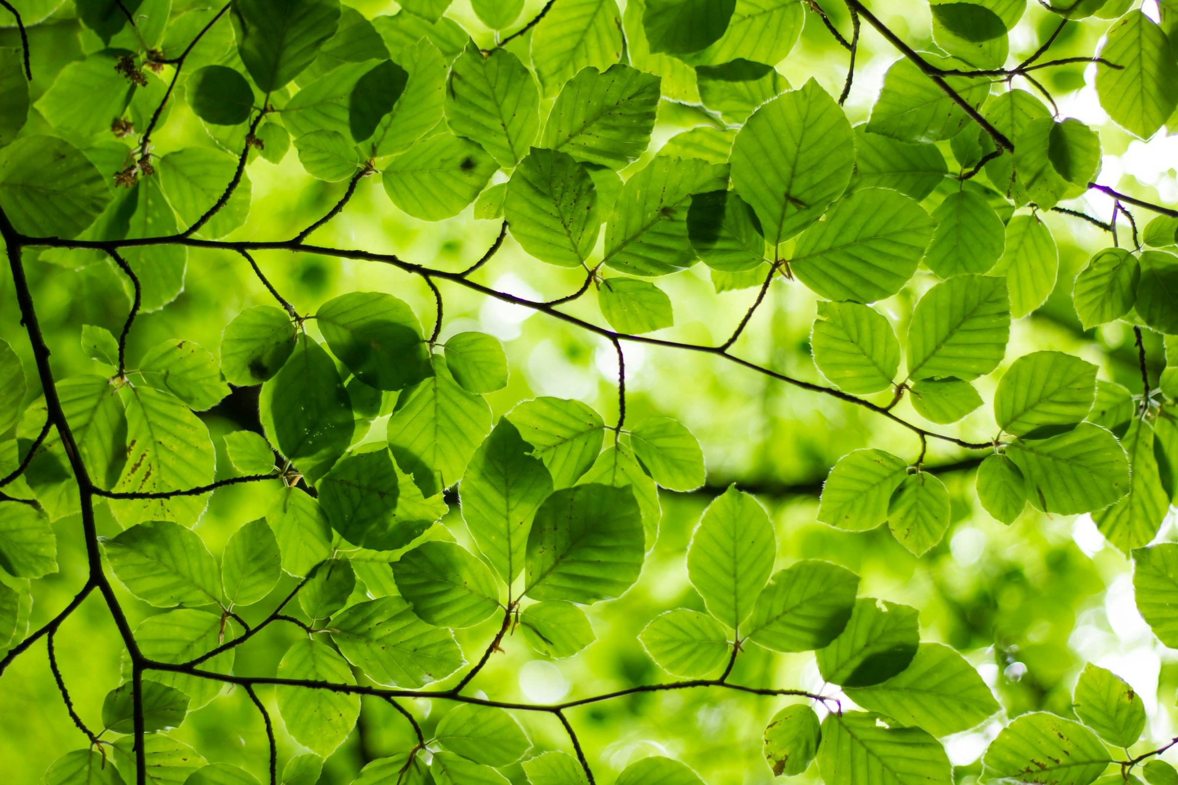 Grün als Farbe der Natur