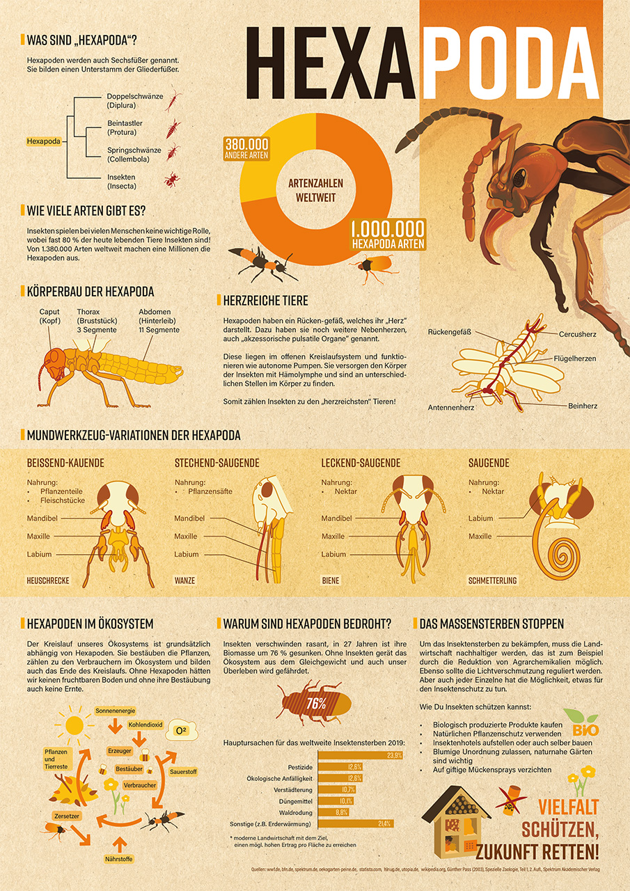 Die Infografik zum Thema HexPoda